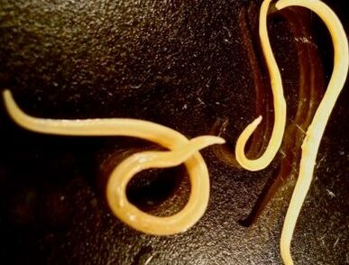 Worm