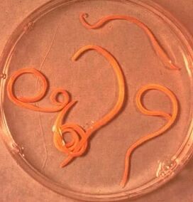 Parasites