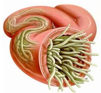 Symptoms and treatment of human pests