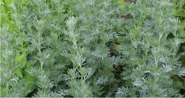 Wormwood by parasites