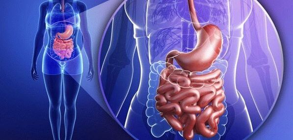 Internal parasites