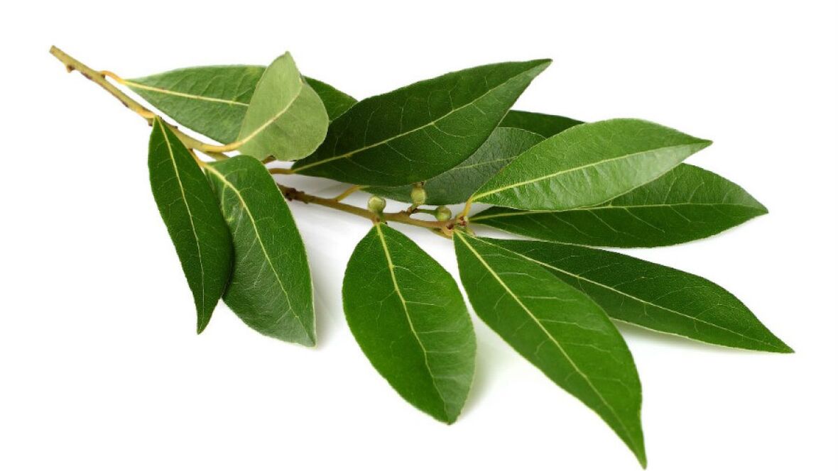 laurel leaf in Normadex